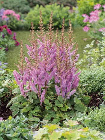 Tawułka (Astilbe) Pumila 1 szt.