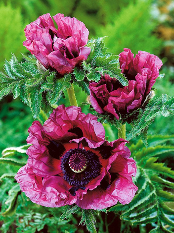 Mak "Papaver" Patty’s Plum