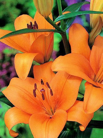 Lilia (Lilium) 'Bariton'