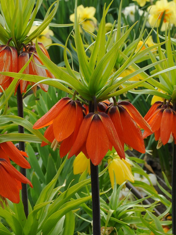 Szachownica (Fritilaria) 'Aurora'