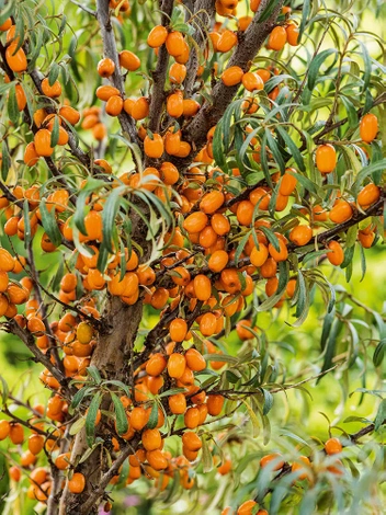 Rokitnik pospolity 'Friesdorfer Orange' 