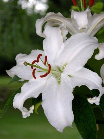 Lilia (Lilium) 'Casa Blanca'