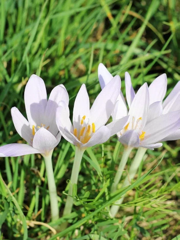 Zimowit (Colchicum album) Biały 1 szt.