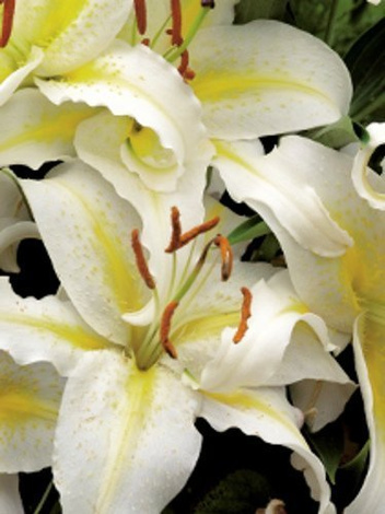 Lilia (Lilium) 'Chill Out'