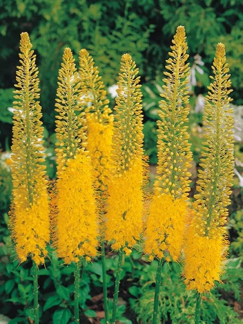 Pustynnik (Eremurus) 'Bungei' 1 szt.