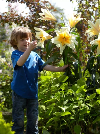 Lilia Drzewiasta (Lillium) 'High Tea'