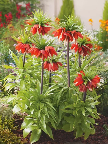 Szachownica (Fritilaria) 'Rubra'