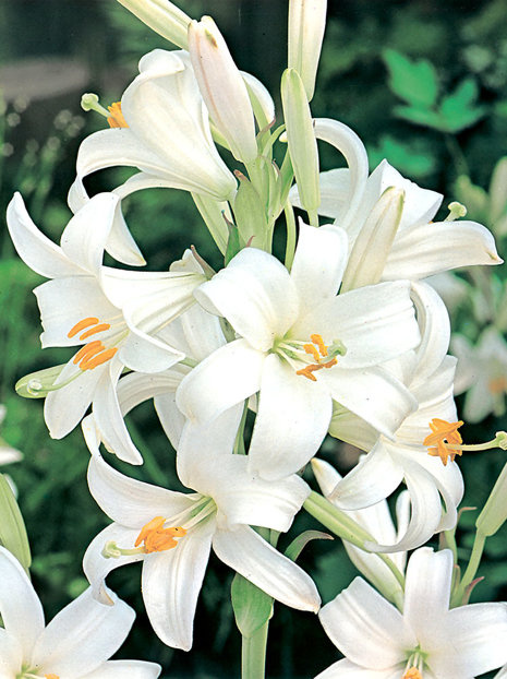 Lilia (Lilium candidum) 'św. Antoniego' cebula XL 1 szt.