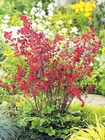 Żurawka (Heuchera sanguinea)