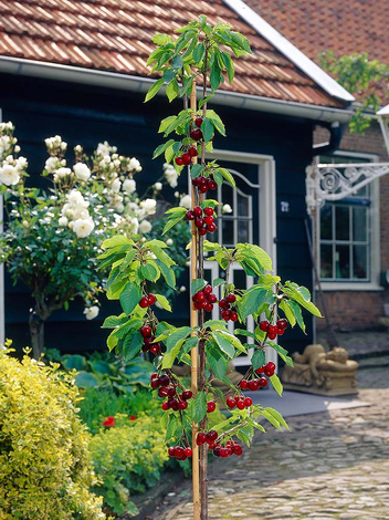 Czereśnia kolumnowa /Sweet cherry/ Silva ®