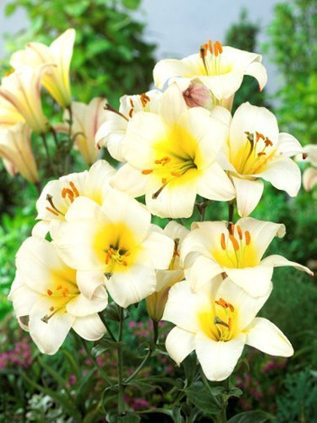 Lilia (Lilium) White Planet