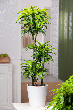 Dracena Wonna Lemon Surprise (Dracaena fragrans 'Lemon Surprise')