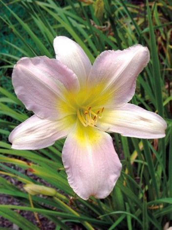 Liliowiec (Hemerocallis)  Catherine Woodbury 1 szt.