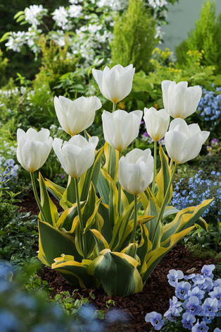 Tulipan Purissima Blond