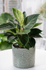 Filodendron White Measure (Philodendron White Measure)
