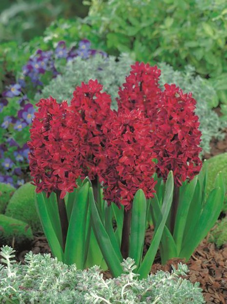 Hiacynt (Hyacinthus) 'Woodstock' 5 szt.