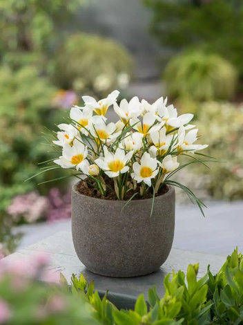 Krokus Botaniczny (Crocus) 'Snowbunting' 20 szt.