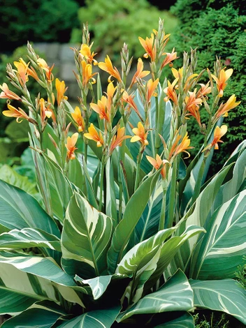 Paciorecznik (Canna) 'Stuttgart'