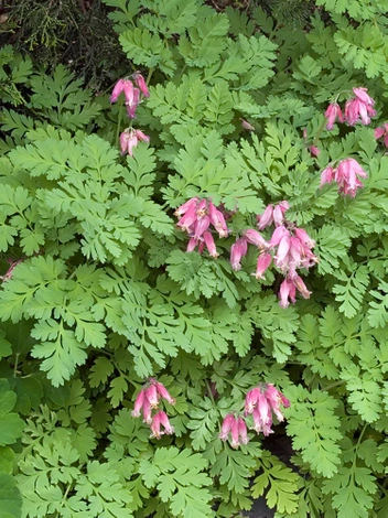 Serduszka (Dicentra formosa) 'Luxuriant'