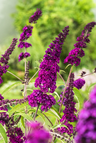 Buddleja Dawida (Buddleja davidii) 'Royal Red' - don. C2