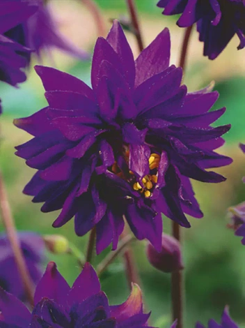 Orlik (Aquilegia) 'Barlow Blue' 1 szt.