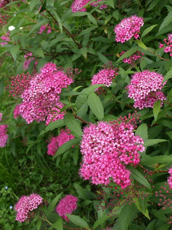 Tawuła (Spiraea) - Krzew Ozdobny