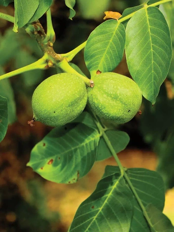 Orzech Włoski (Juglans regia L.)