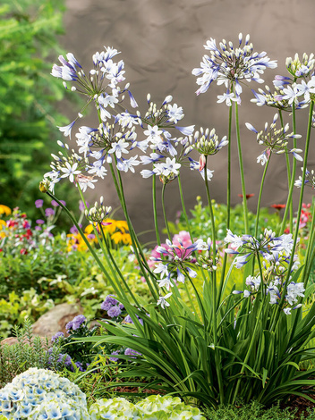 Agapant (Agapanthus) 'Twister' 1 szt.