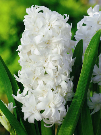 Hiacynt (Hyacinthus) 'Snow Crystal'