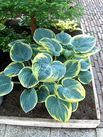 Funkia (Hosta) 'Sugar Daddy'