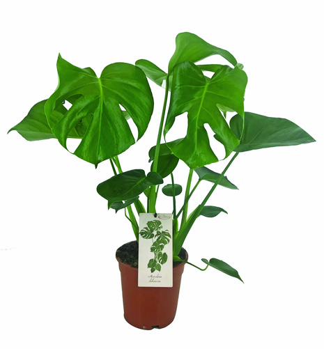 Monstera Sadzonka w Doniczce 17 cm