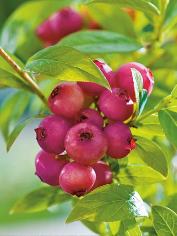 Borówka Amerykańska (Vaccinium corymbosum) 'Pink Lemonade'