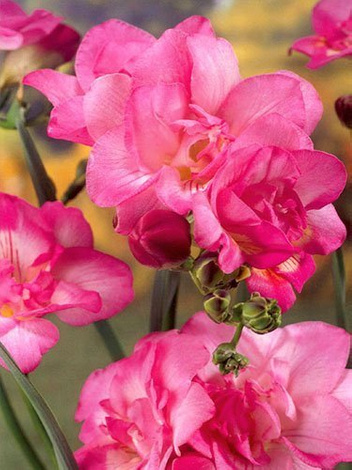 Frezja pełna (Freesia double) Różowa