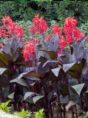 Paciorecznik (Canna) 'Red Futurity' 1 szt.