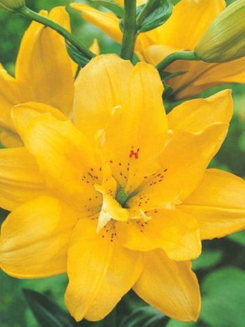 Lilia (Lilium) 'Fata Morgana'