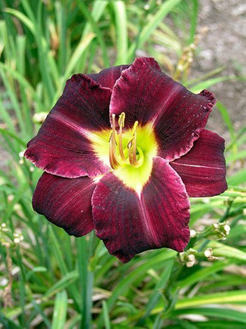 Liliowiec (Hemerocallis) 'Super Purple'