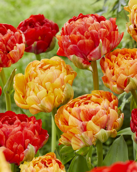 Tulipan ( Tulipa )  Gudoshnik Double 5 szt.