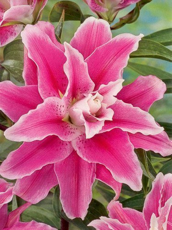 Lilia (Lilium) 'Sweet Rosy'