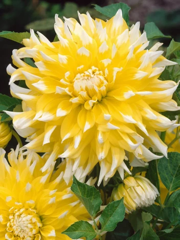 Dalia (Dahlia) 'Grand Prix'