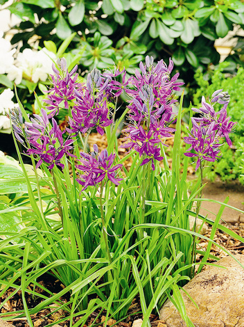 Kamasja (Camassia) 'Blue Melody'