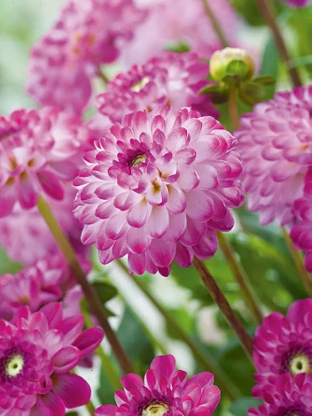 Dalia (Dahlia) 'Pink Isa'