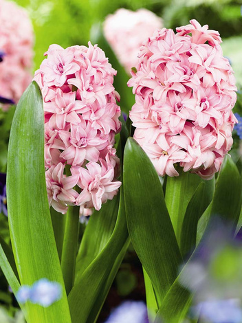 Hiacynt (Hyacinthus) 'Prince of Love'