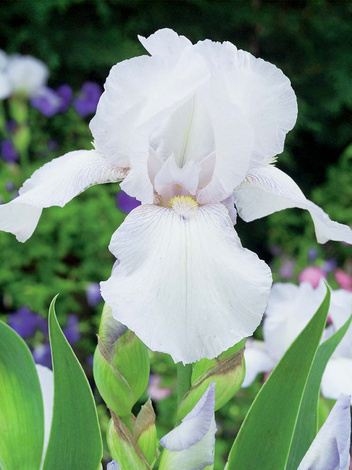 Irys bródkowy ( Iris germanica ) ' Christmas Angel ' 1 szt.