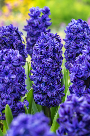 Hiacynt ( Hyacinthus ) 'Royal Navy' 1 szt.