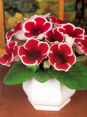 Gloksynia Gloxinia (Sinningia) 'Kaiser Fridrich'