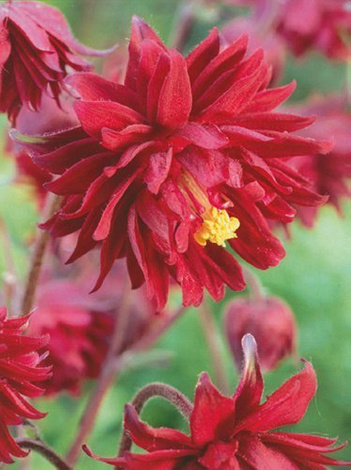 Orlik (Aquilegia) 'Ruby Port' 1 szt.