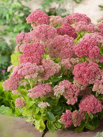 Rozchodnik karpacki (Sedum telephium) 'Herbstfreude'