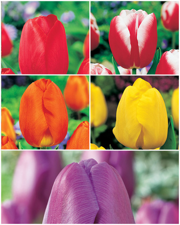 Zestaw Tulipany Triumph w Kolorach 25 szt.