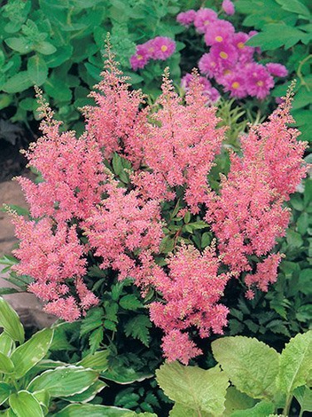 Tawułka (Astilbe) 'America'