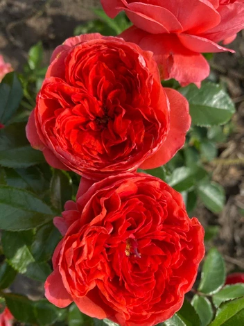 Róża (Rosa) 'Raspberry Rose'